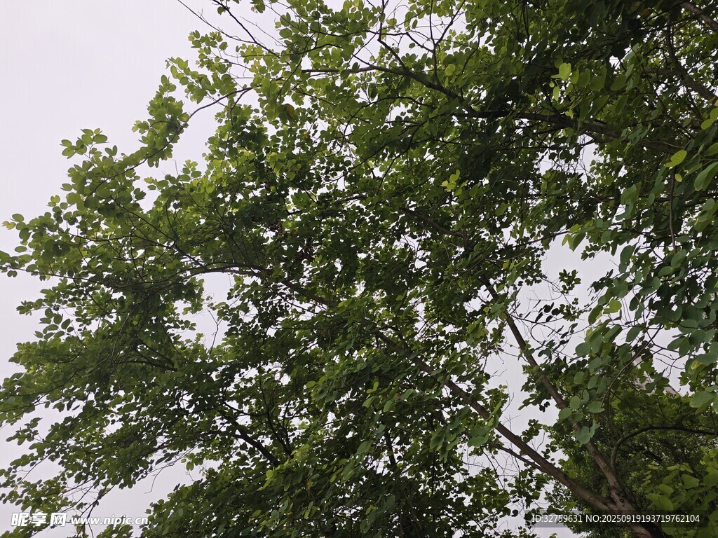仰视繁茂绿树树冠