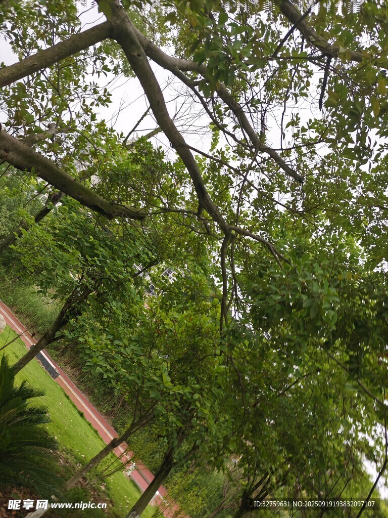 林间绿荫下的清新自然景