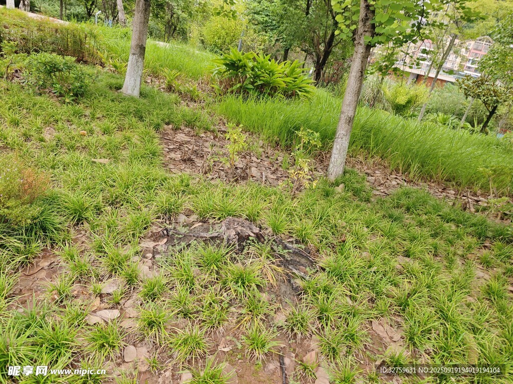 绿意盎然的林间草地
