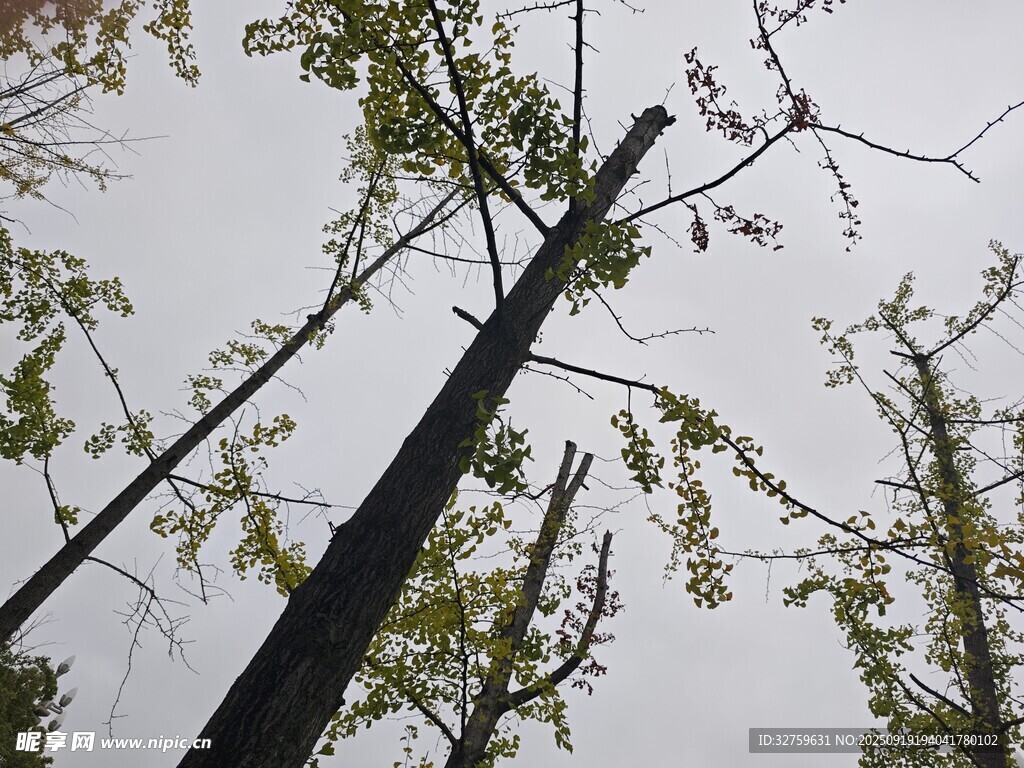倾斜树干与枝叶景象
