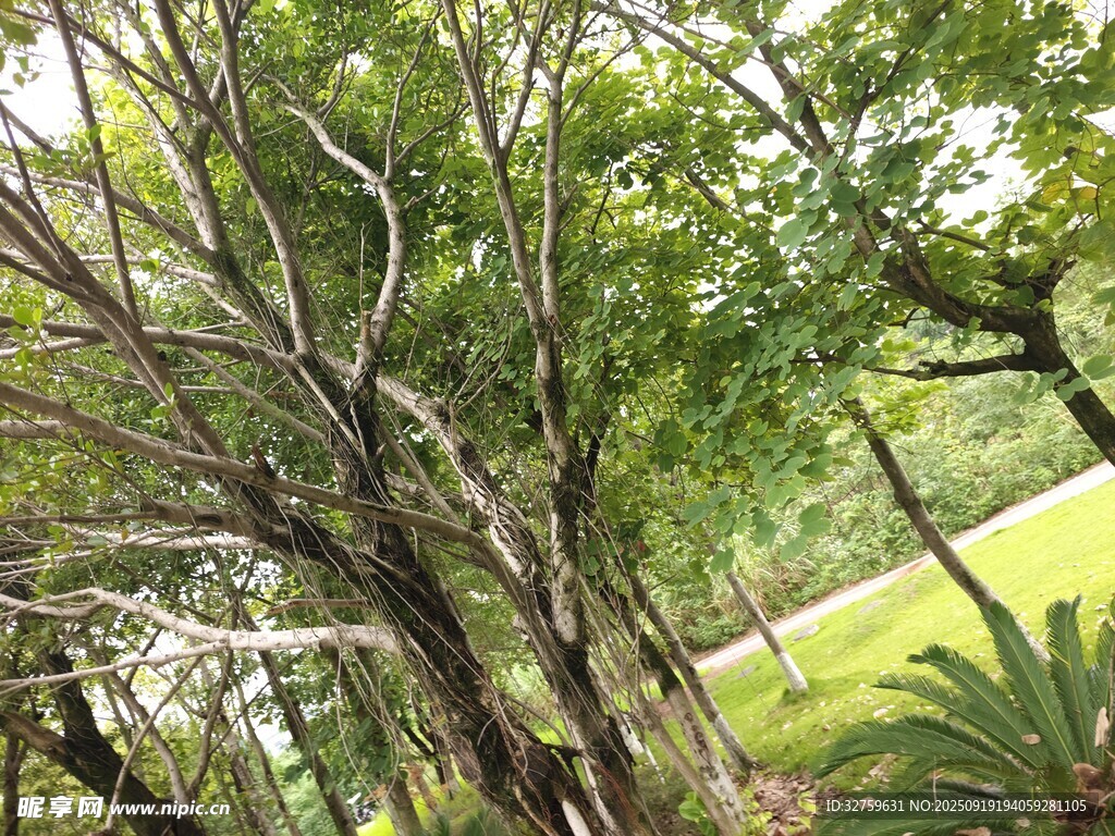 绿树成荫的户外景致