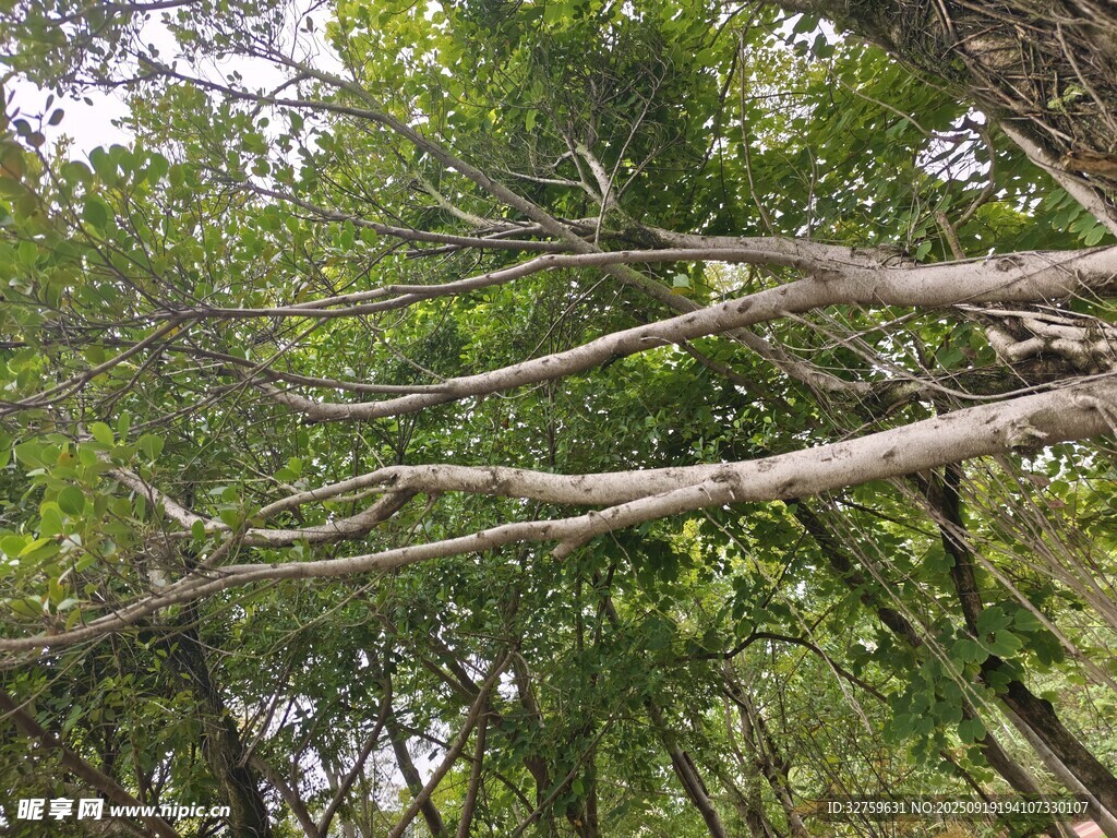 森林中伸展的树枝