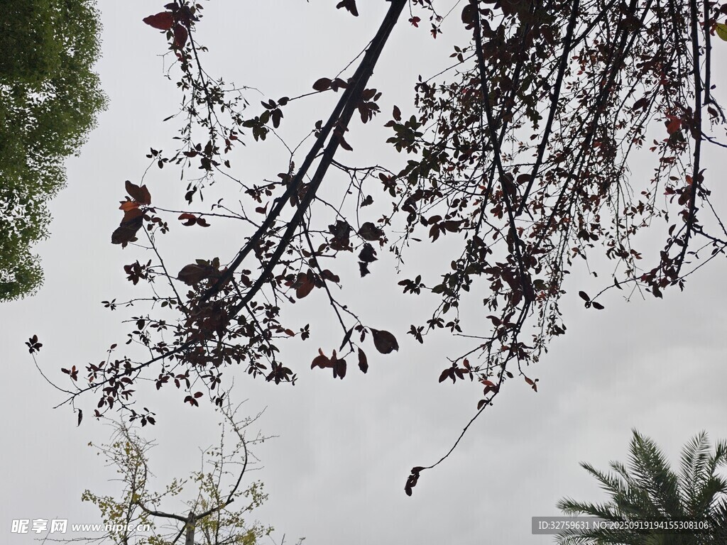 垂挂的树枝与空中飞鸟