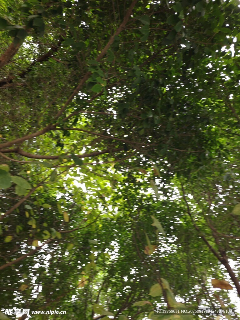 仰视茂密树林绿意盎然