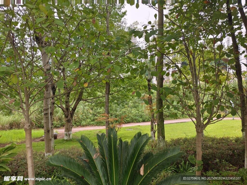 林间绿意盎然的自然景致