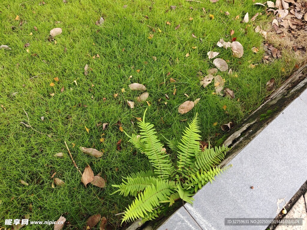 墙边嫩绿蕨类植物