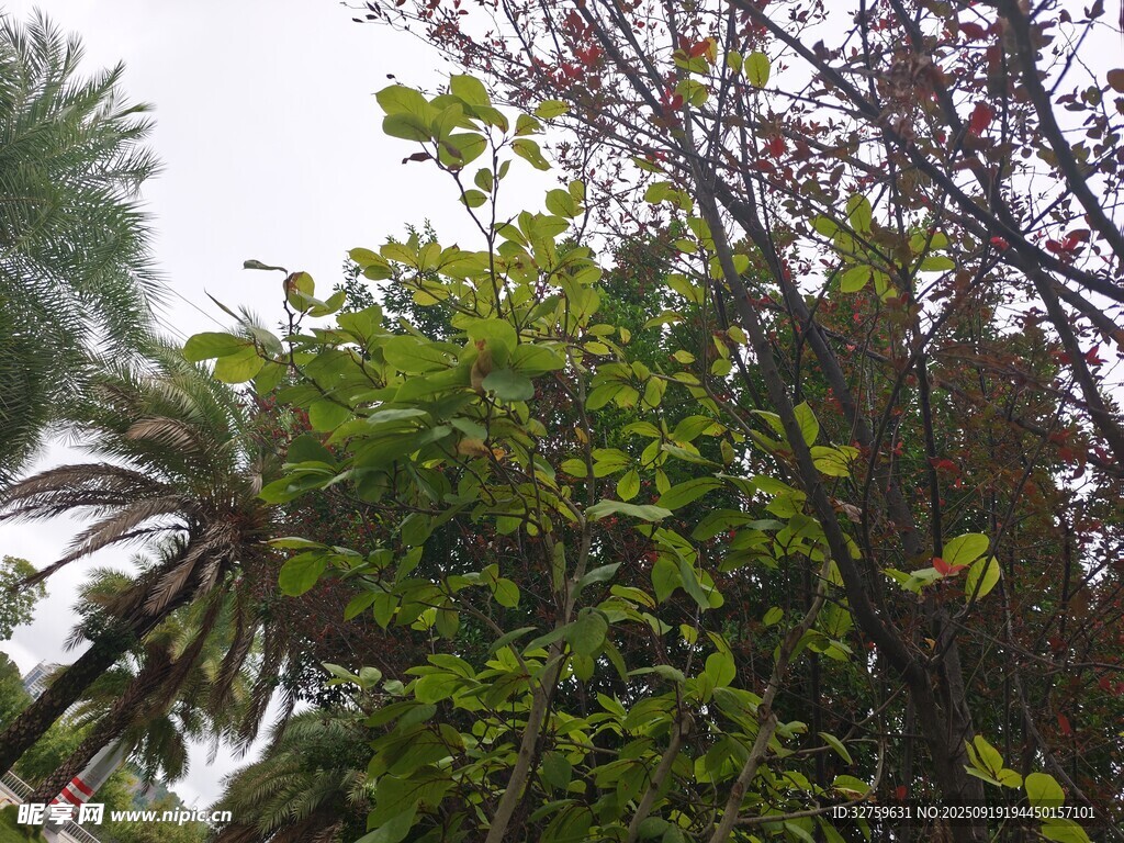 繁茂绿植景观