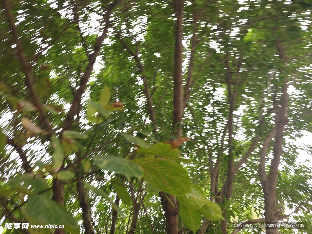 茂密树林中的繁茂枝叶