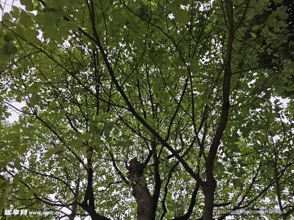 仰视繁茂绿树树冠