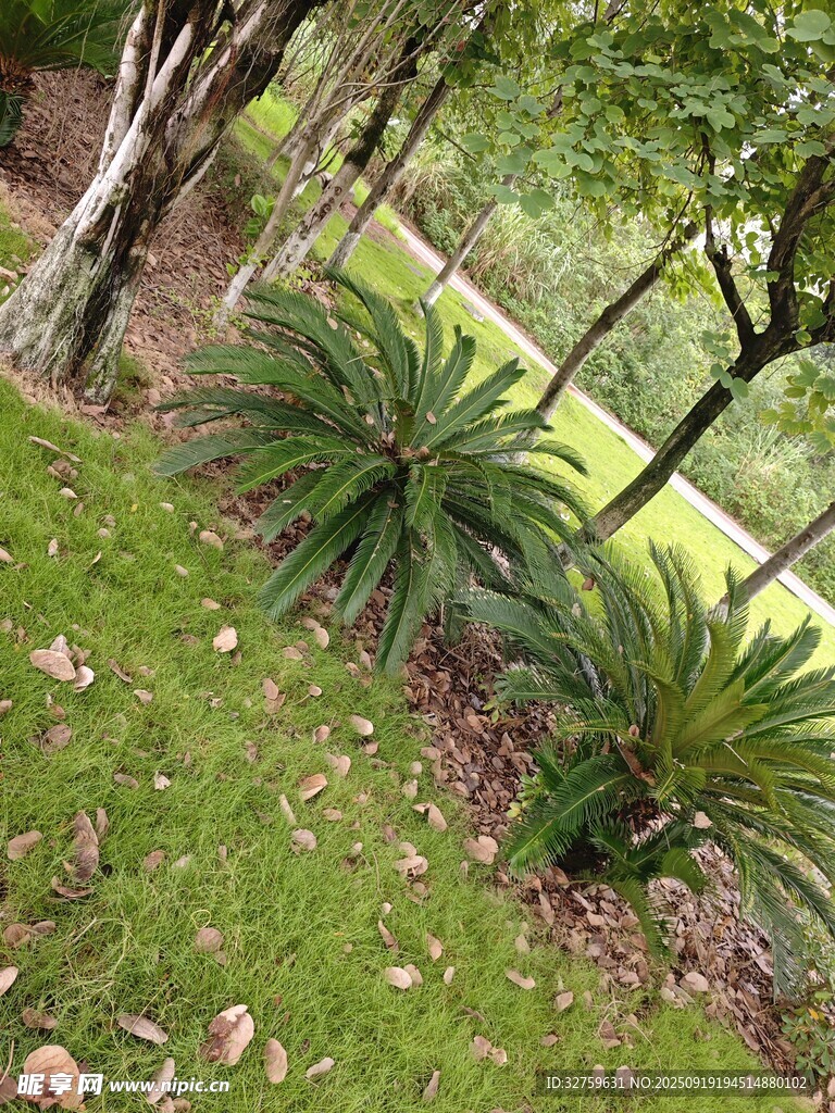 户外绿植景观一角