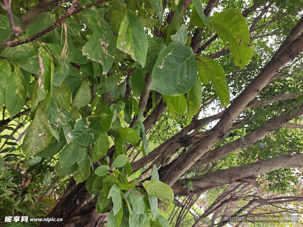 繁茂绿叶与交错枝干