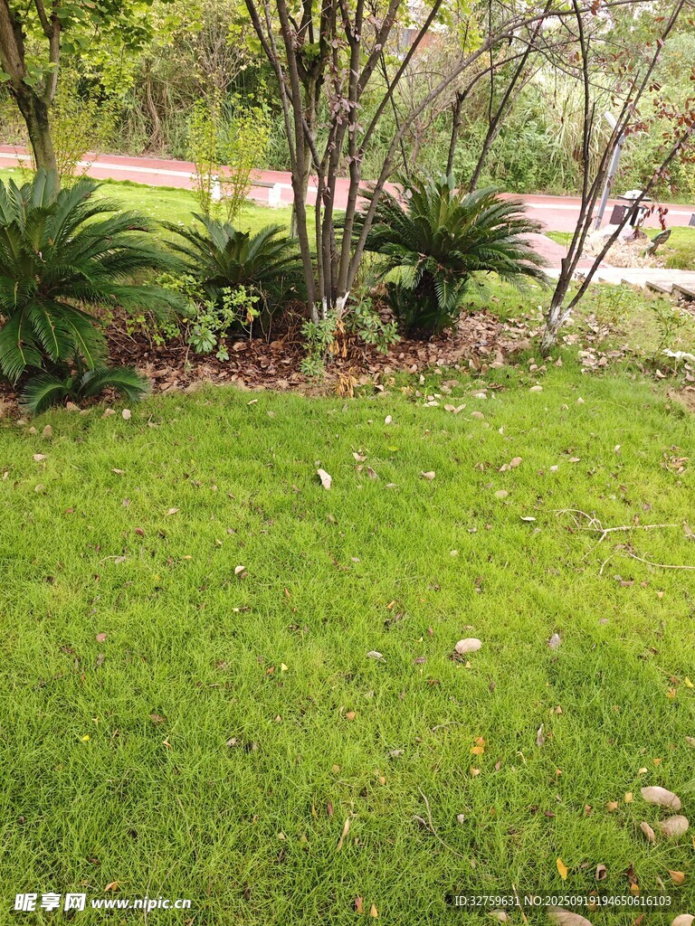 绿意盎然的户外草地景观