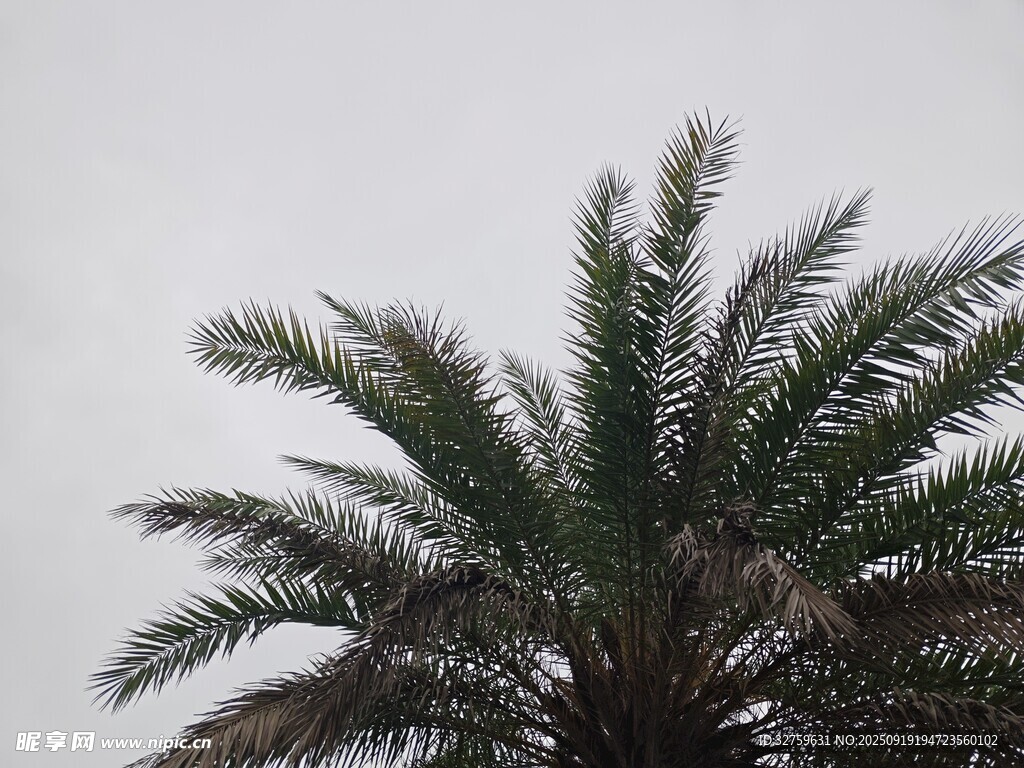 高耸棕榈树