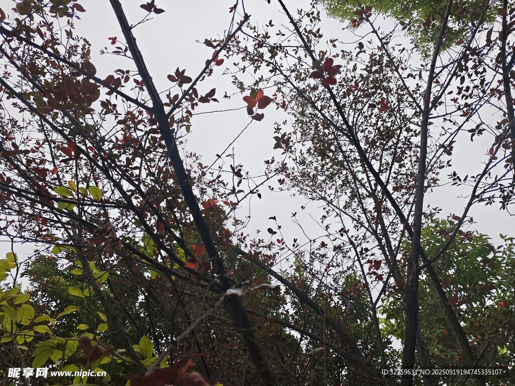 仰视秋日树林枝叶景观