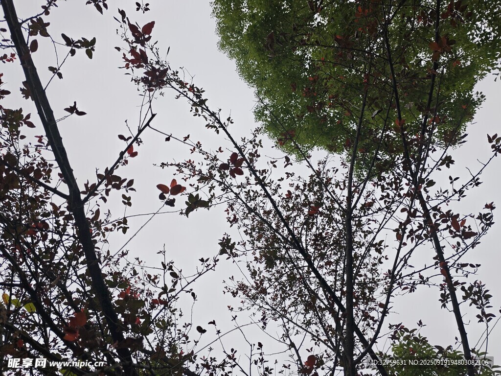 枝头绿意与红叶相映