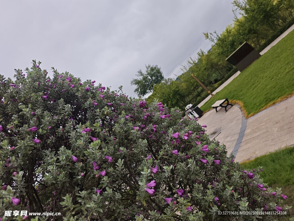 紫色花丛旁的户外景致