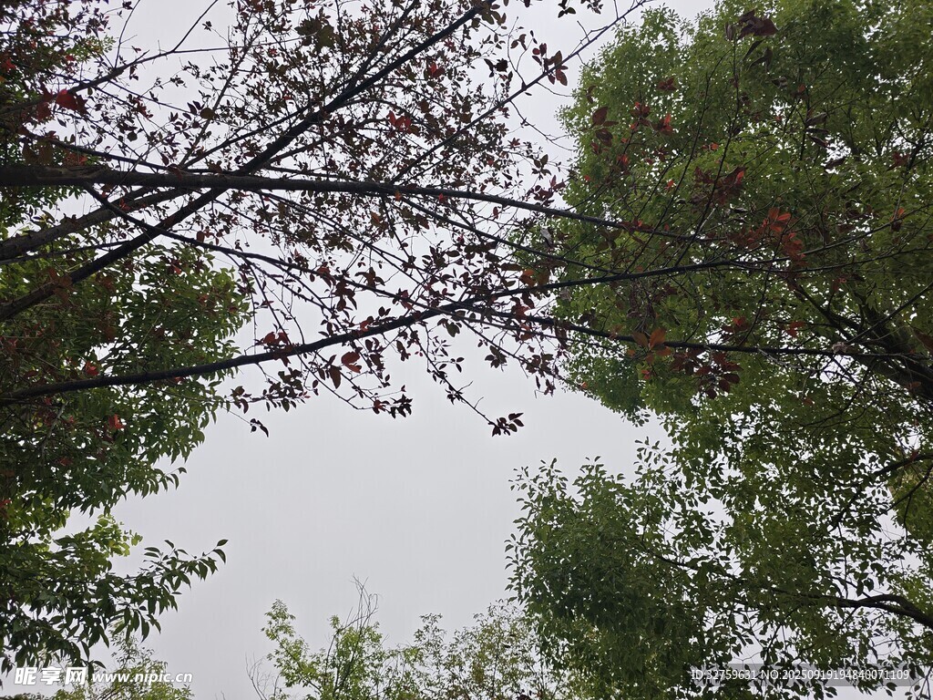 仰视视角下的繁茂树枝