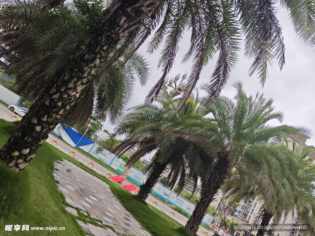 公园中的棕榈树景观