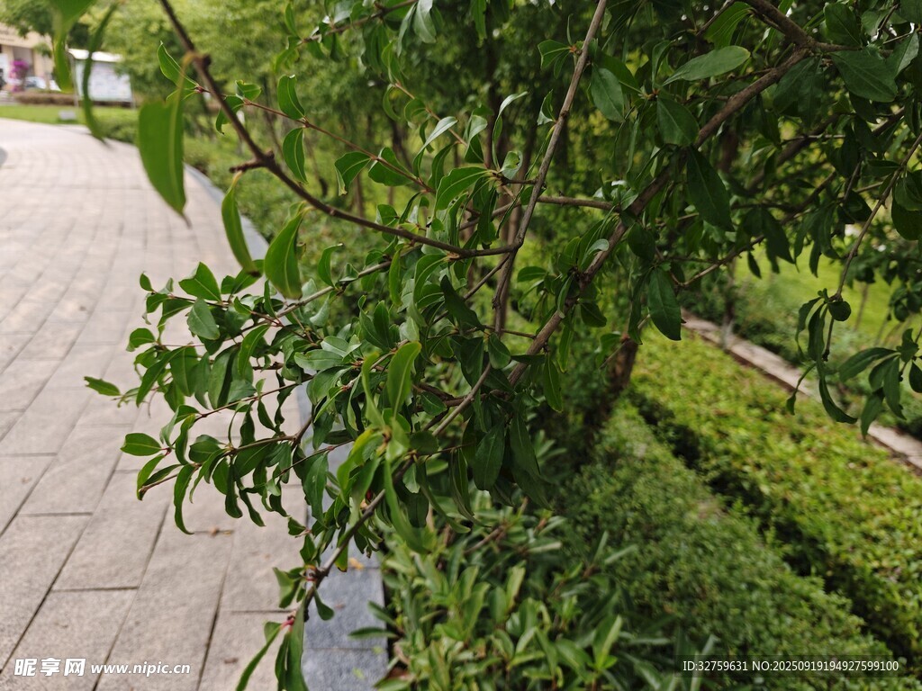 路边绿植景观
