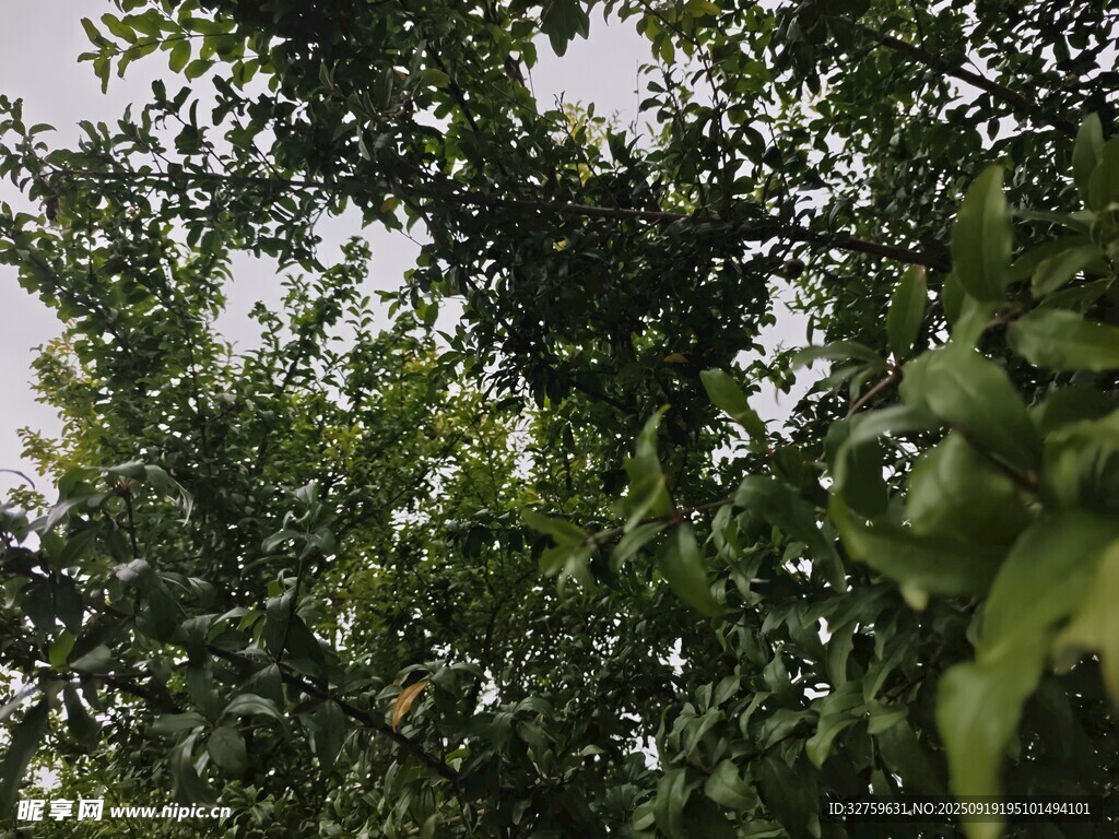 繁茂绿叶间的清新景致