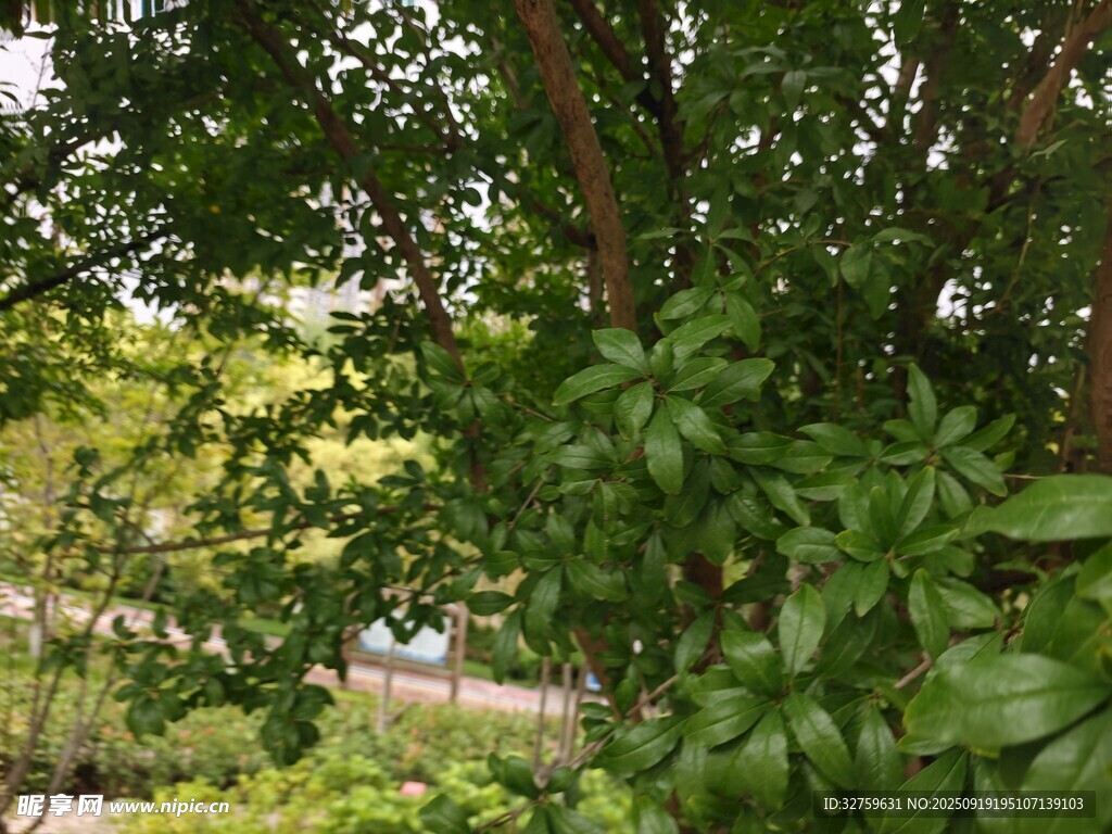 繁茂绿植景观
