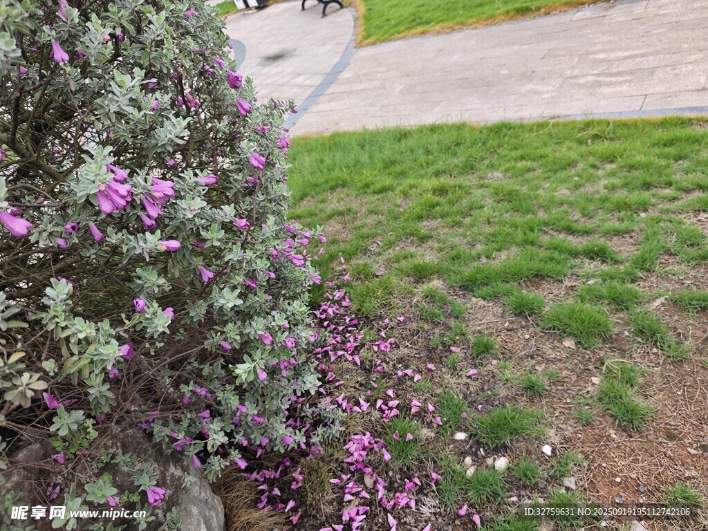紫色花丛旁的翠绿草地