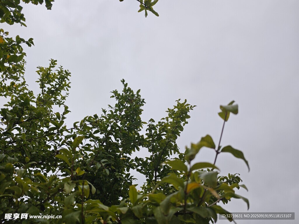 绿树映衬下的灰白天空