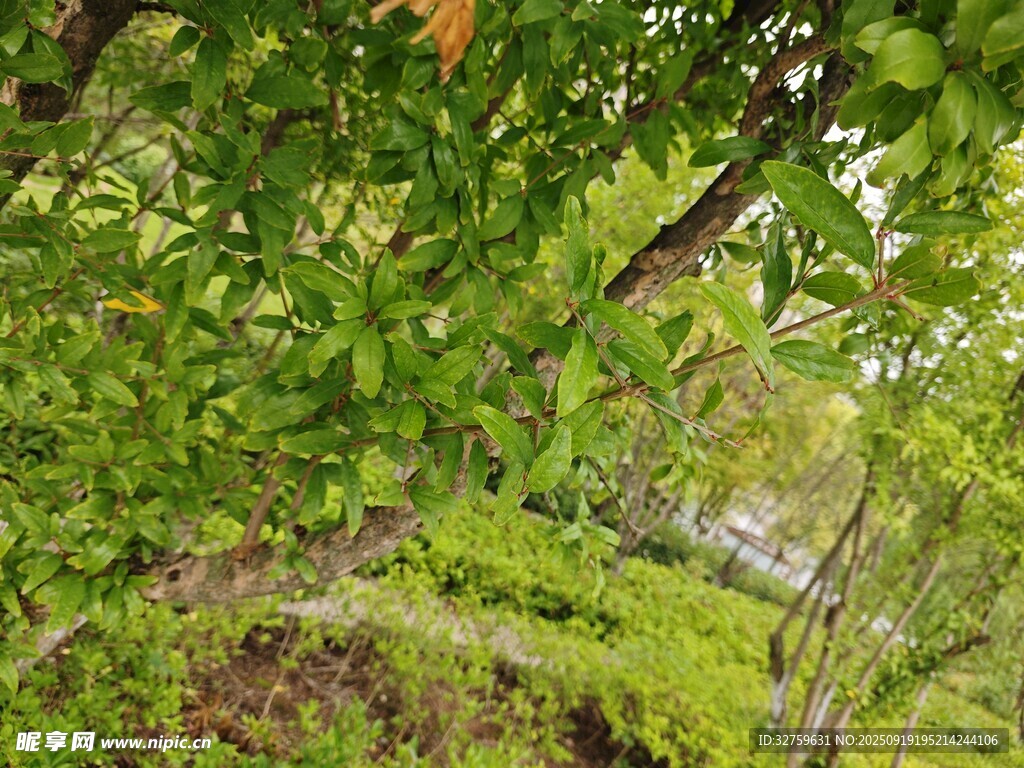 繁茂绿植中的隐秘景象