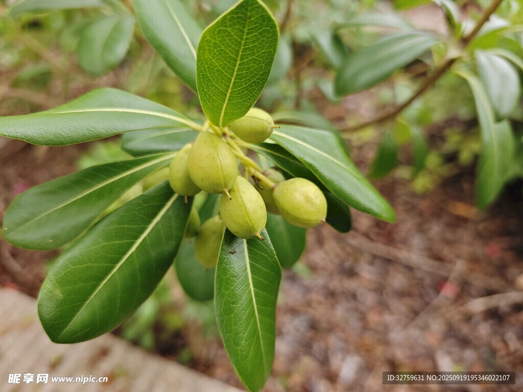 绿叶间的嫩黄色果实