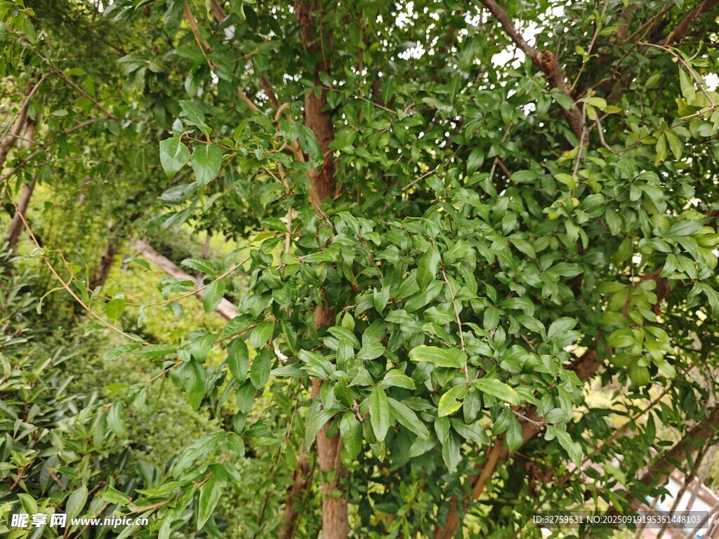 繁茂绿植景观