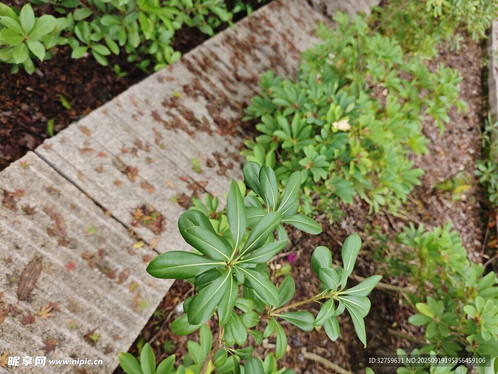 木板旁生长的绿色植物