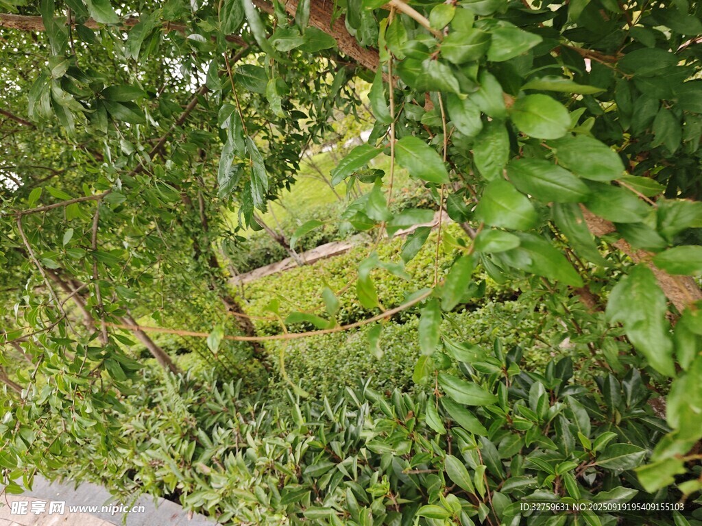 绿意盎然的繁茂植物景观