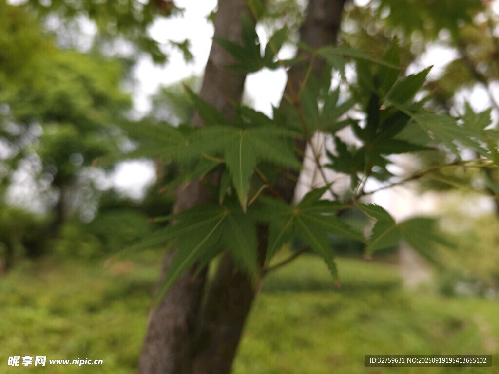 绿叶繁茂的树干特写