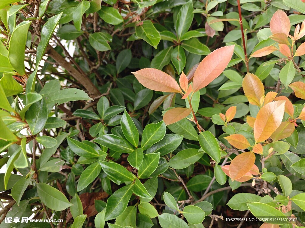 多彩叶片植物特写