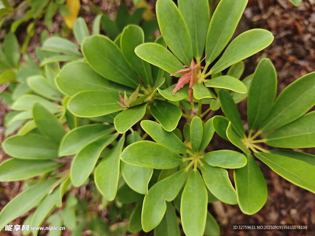 翠绿生机勃勃的植物叶片