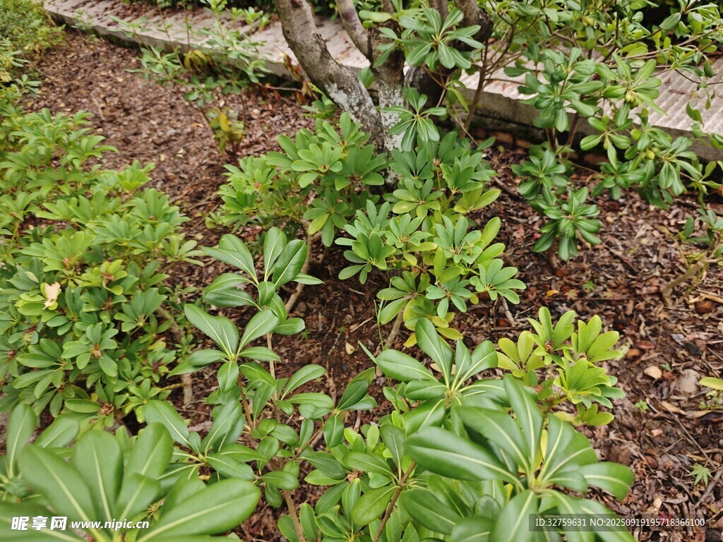 繁茂绿植