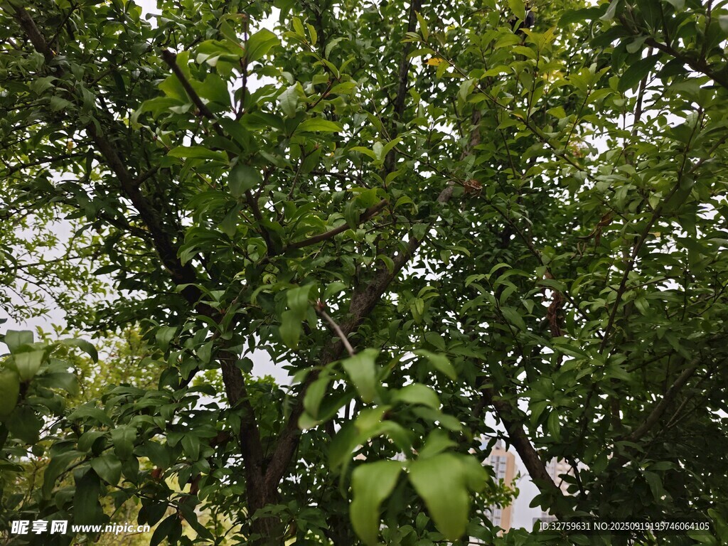 繁茂绿树