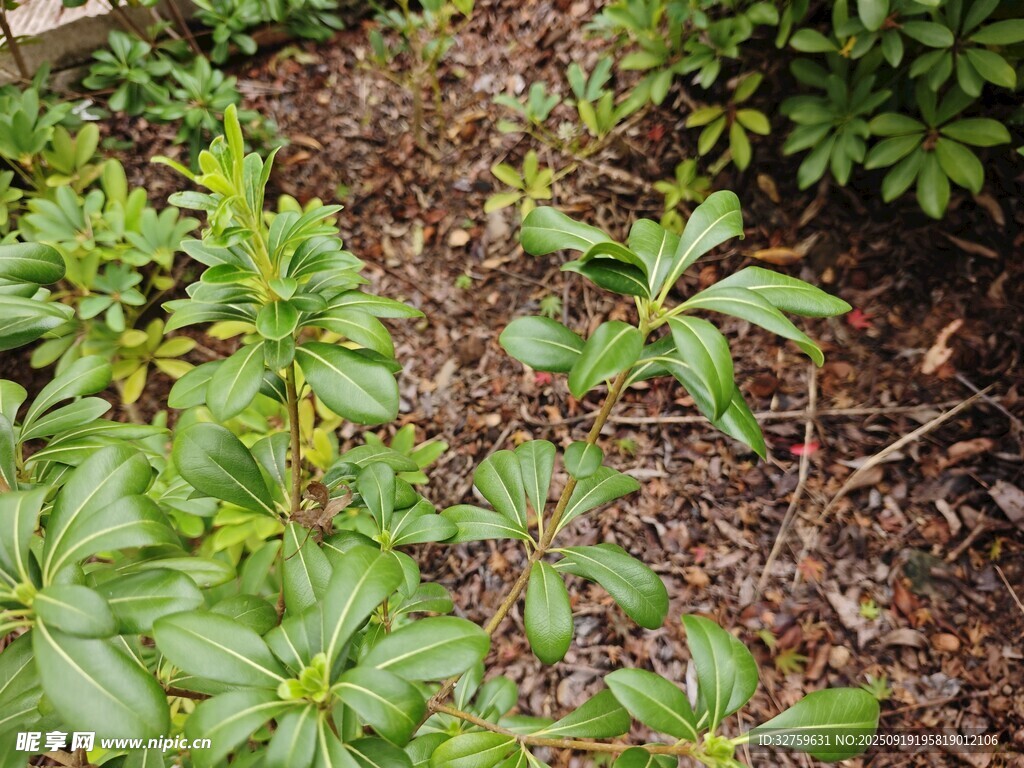 地面绿植与落叶景象