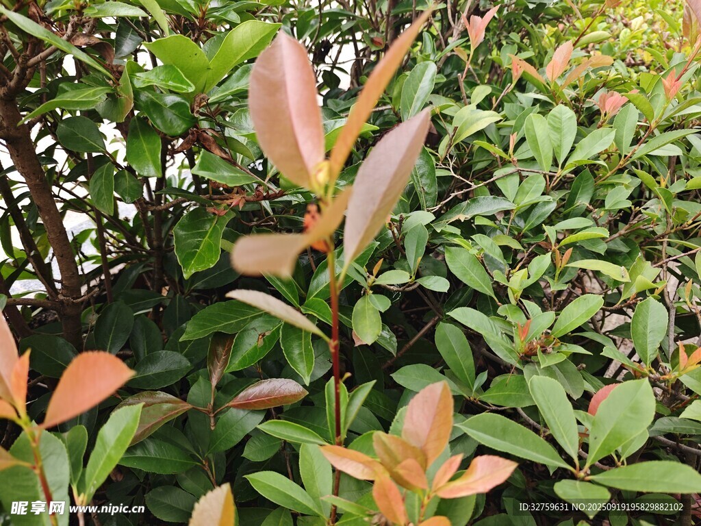 多彩叶片植物特写