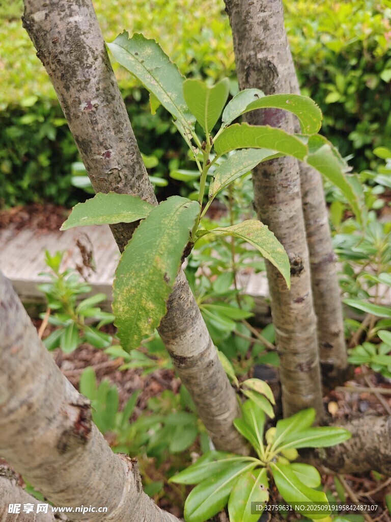 多干绿植特写