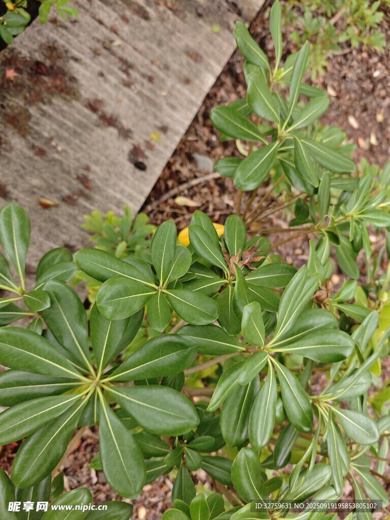 绿叶植物近景特写