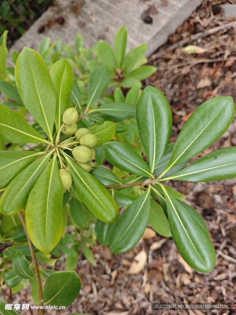 绿叶繁茂的植物特写