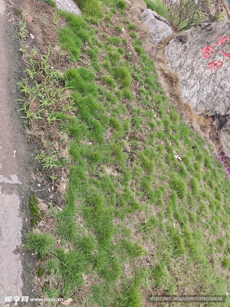 路边长满绿草的斜坡