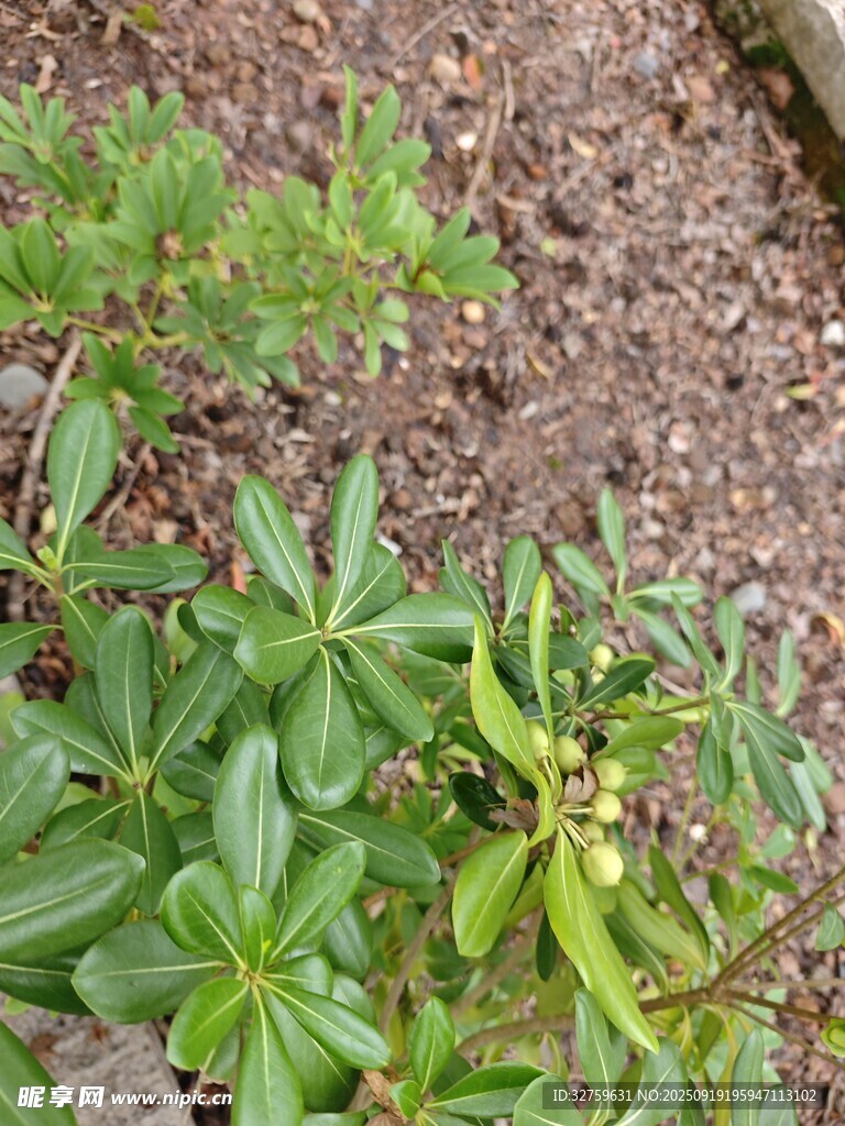 绿叶植物与果实特写