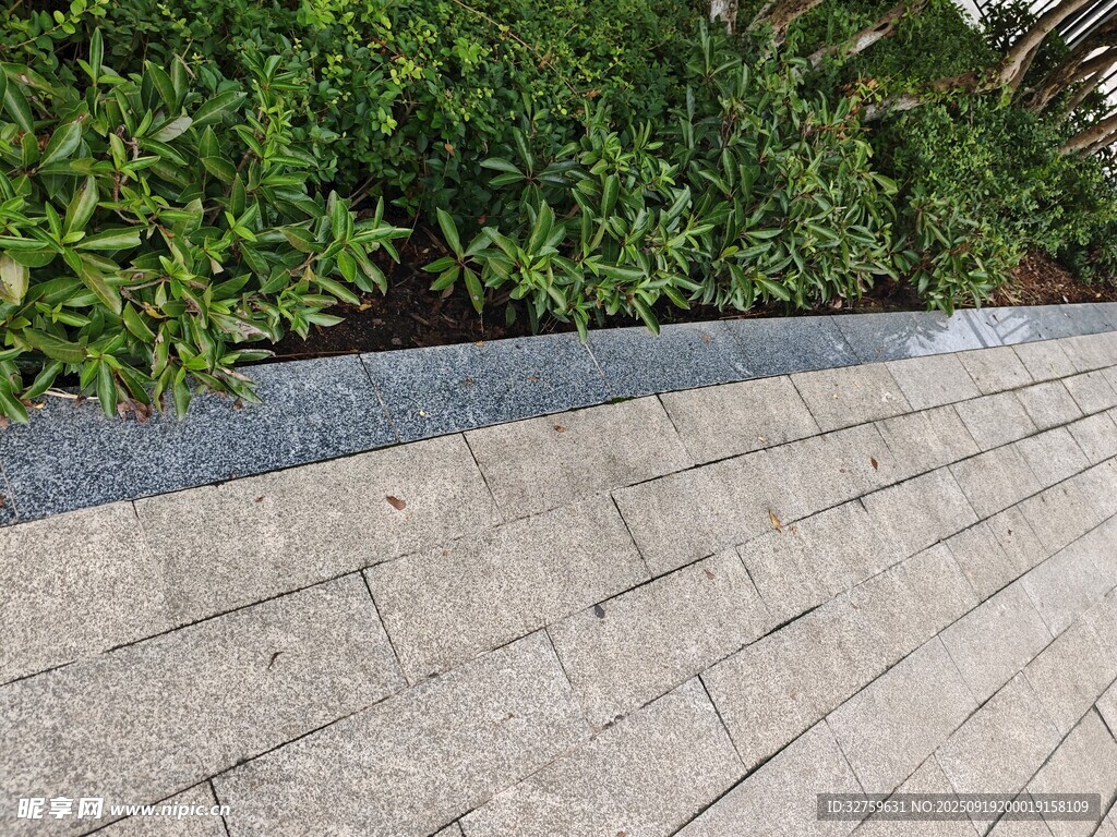 石板步道旁的绿植景观