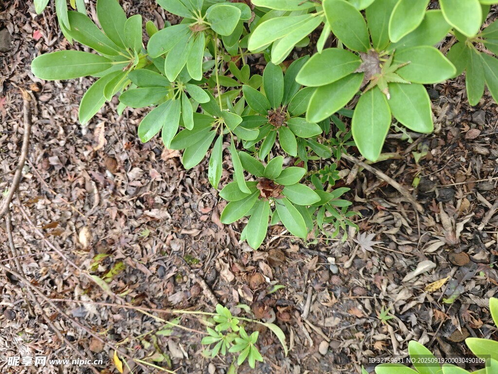 地面上的绿色植物