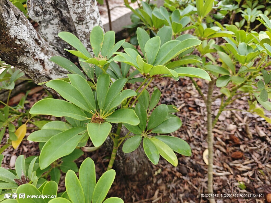 绿叶植物特写