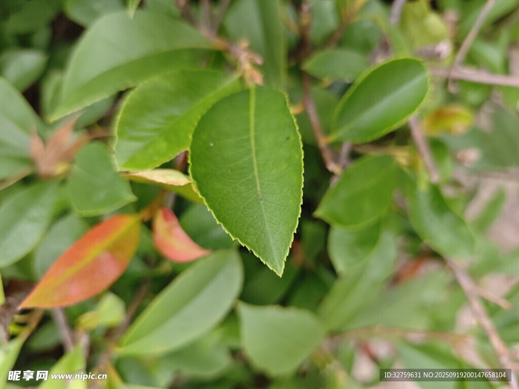翠绿枝叶间的生机