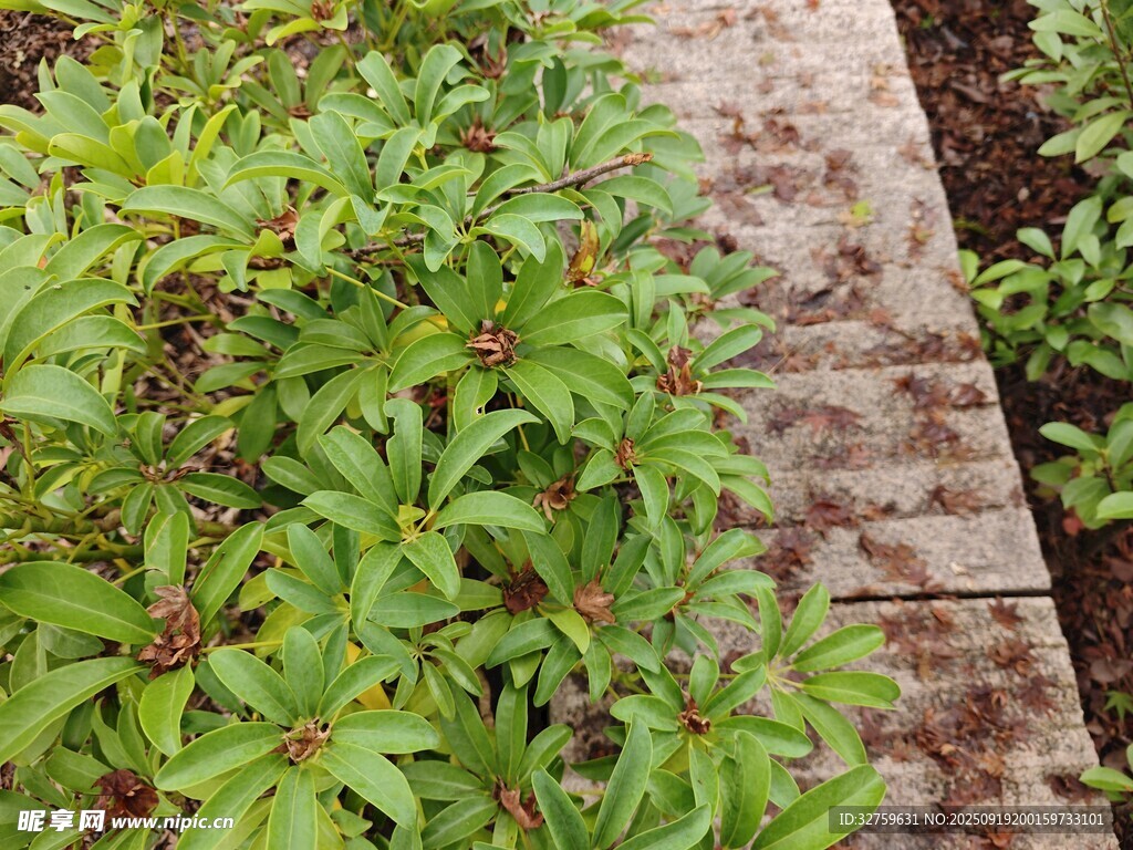 砖砌小径旁的翠绿植物