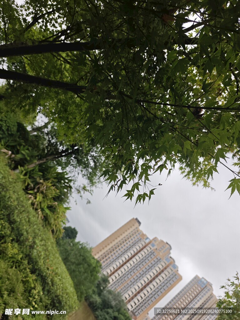 绿树掩映下的高楼景观